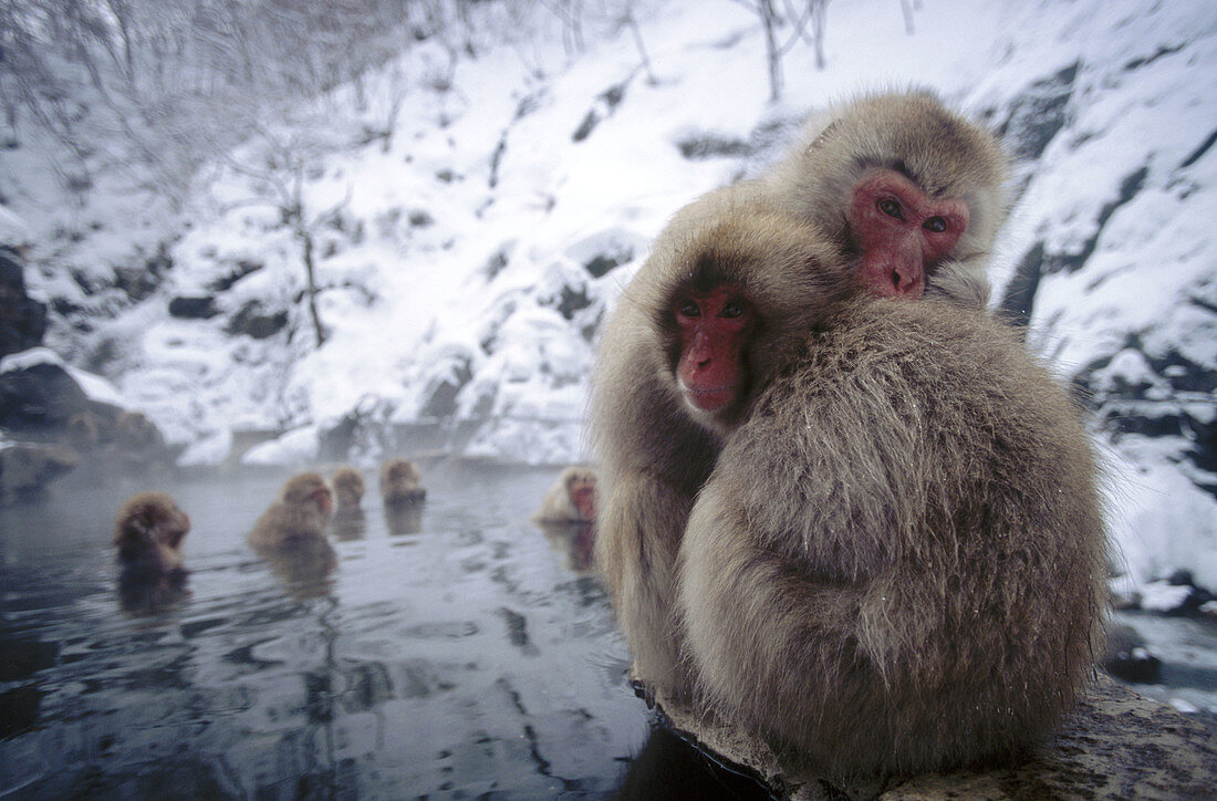 Japanese macaque (Macaca fuscata). Jigokudani. Joshinetsu National Park. Japan.