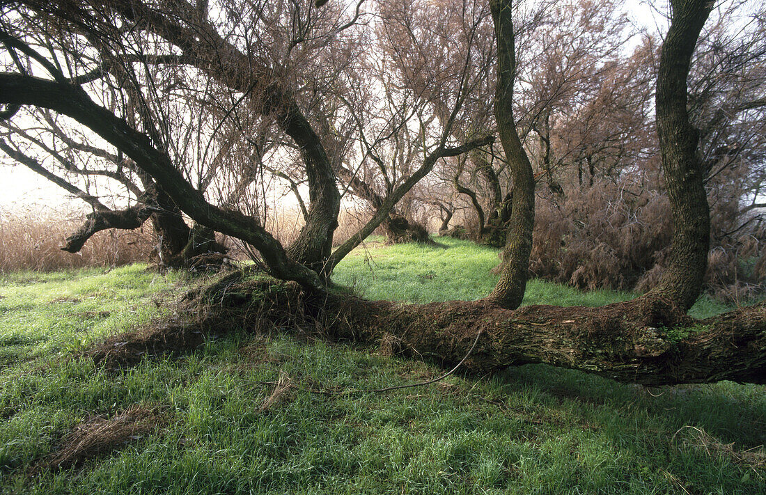 Mediterranean forest of Tamarix (Tamarix sp). Tablas de Daimiel National Park. Ciudad Real province. Castilla-La Mancha. Spain