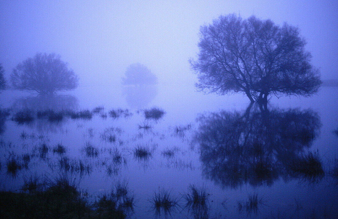 Tablas de Daimiel National Park. Ciudad Real province. Castilla-La Mancha. Spain