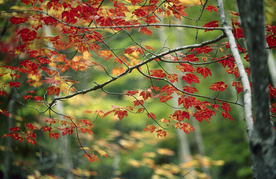 Acadia National Park. Maine, USA