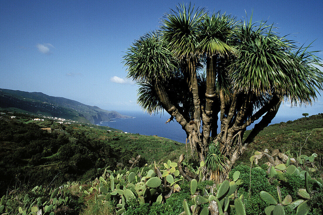 Drago trees (Dracanea drago) at La Palma. Canary Islands. Spain
