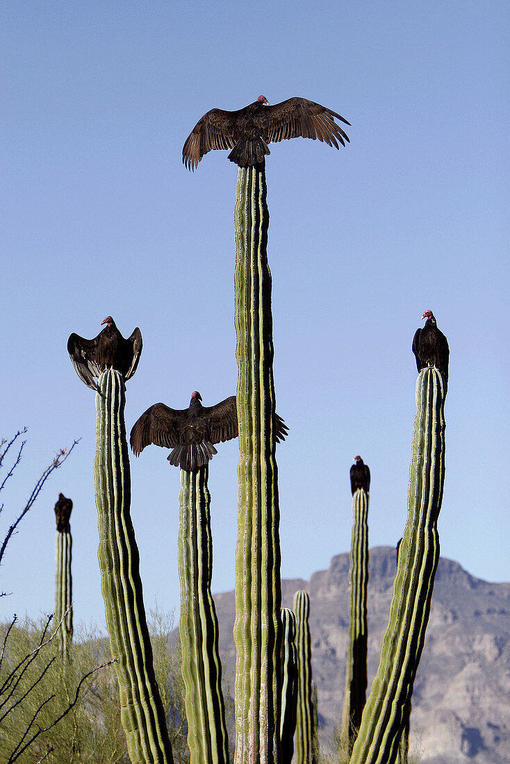 Red head vulture (Cathartes sp) standing on a saguaro cactus. Baja California. Mexico
