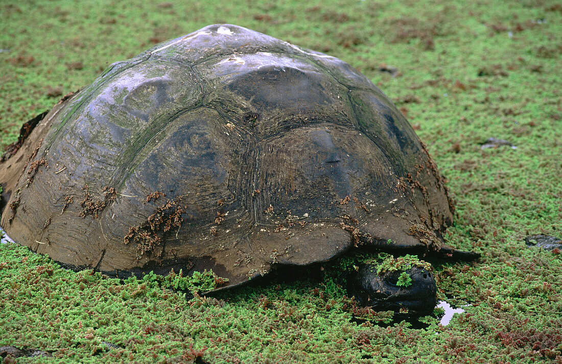Galapagos Giant Tortoise (Geochelone elephantopus). Galapagos Islands. Ecuador