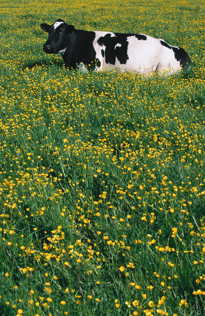 Cow in buttercups