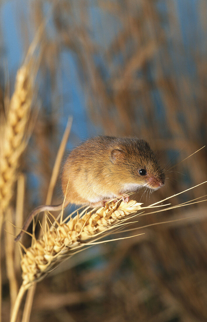 Harvest mouse (Micromys minutus)