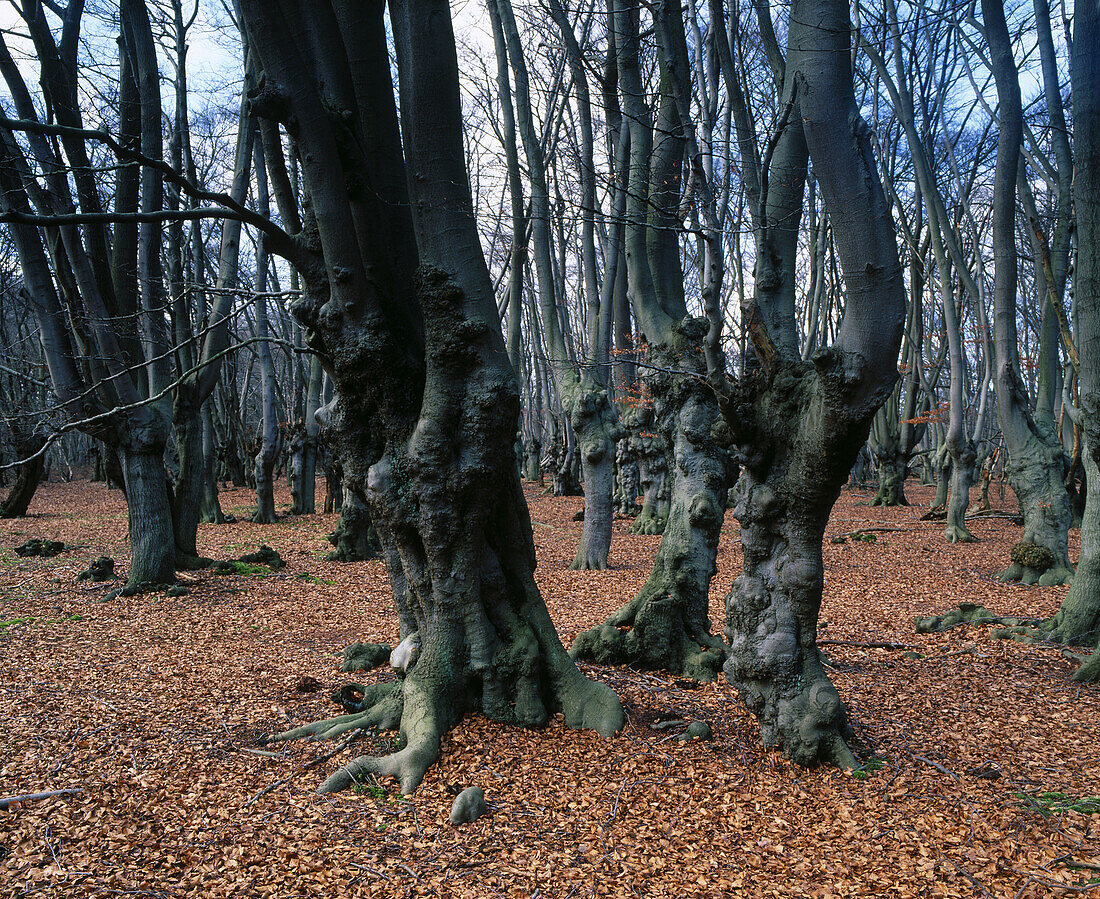 Beech pollards. Epping Forest, Essex. England