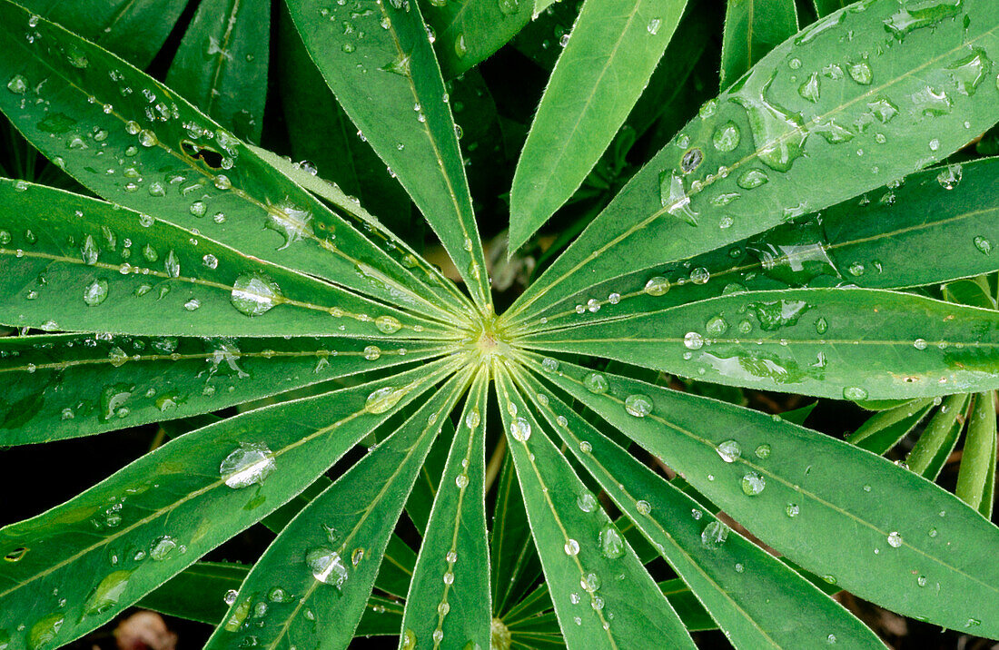 Rain drops on lupin leaf