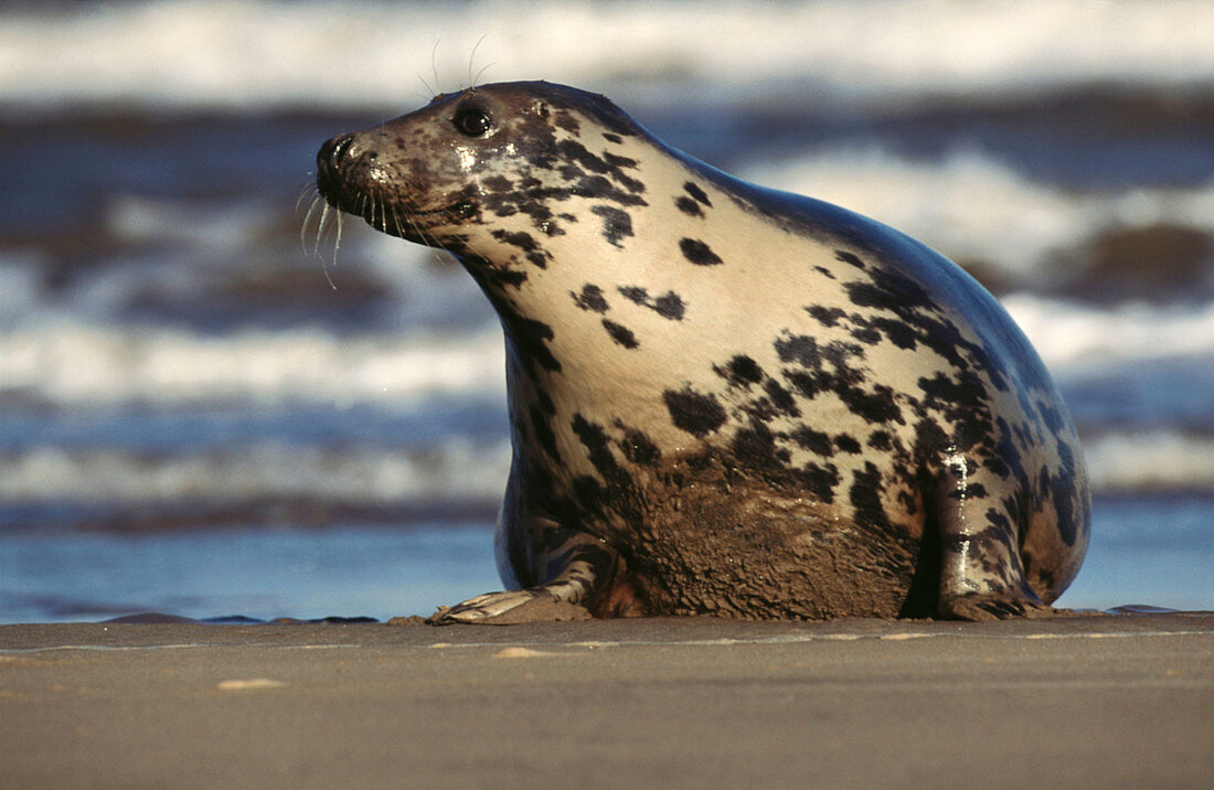 Grey Seal (Halichoerus grypus), female