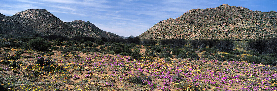 Spring flowers. Namaqualand. South Africa
