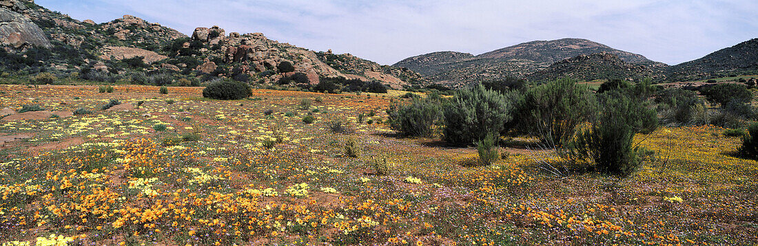 Spring flowers. Namaqualand. South Africa