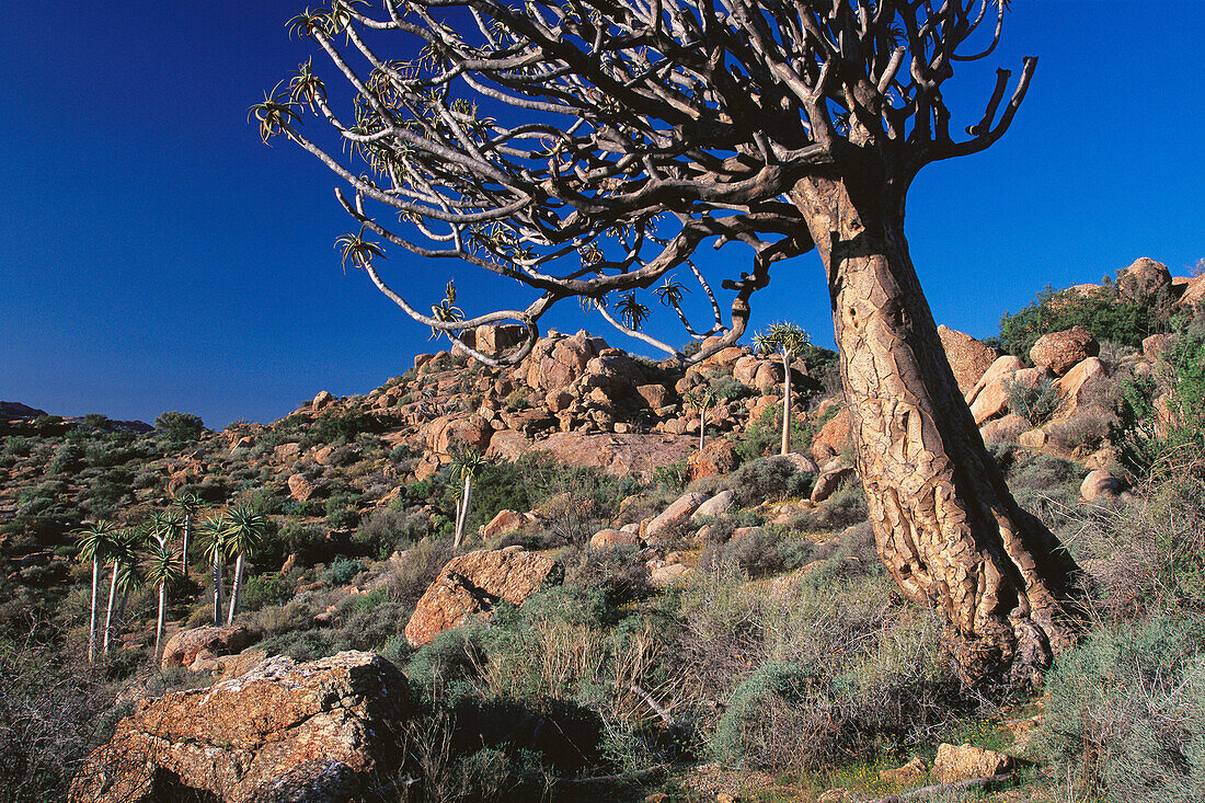 Quiver tree (Aloe dichotoma). Goegap Nature Reserve. South Africa