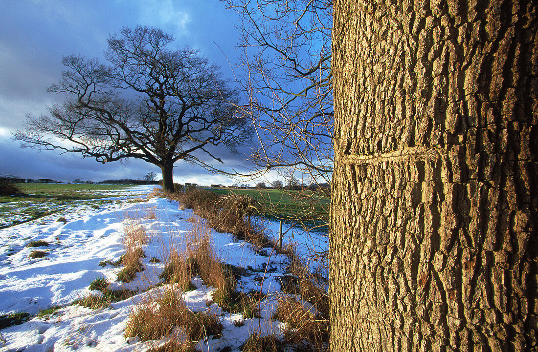 Oaks with snow in winter in Berkhamsted. Herts. Inglaterra. UK