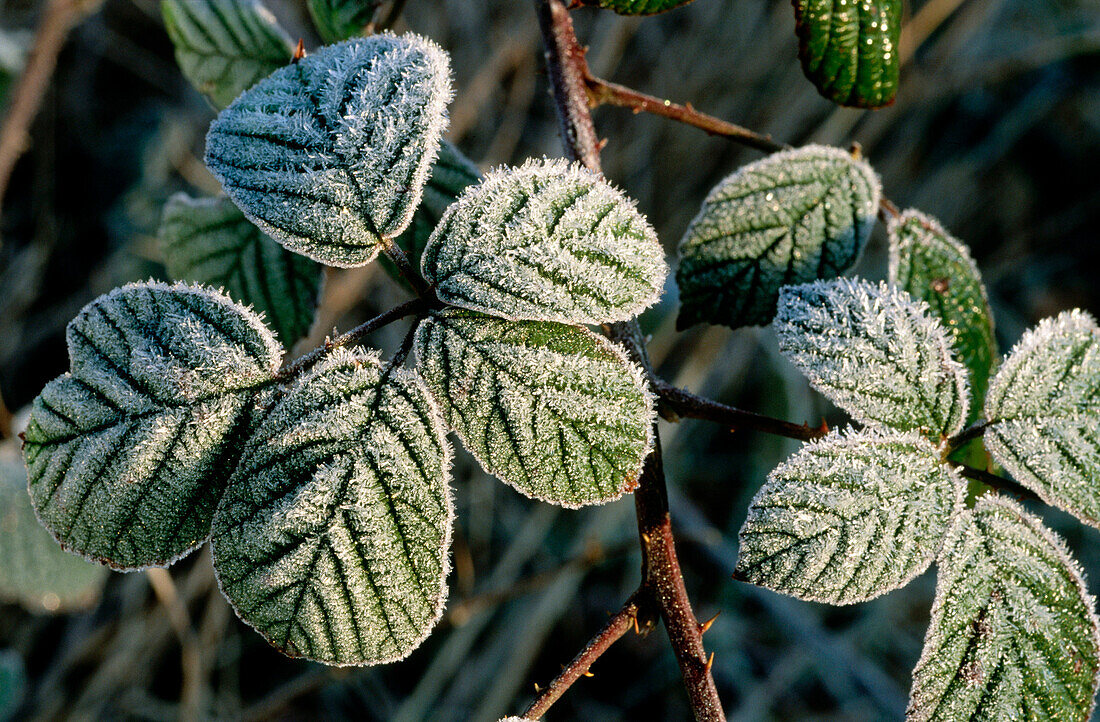 Frosted Bramble leaves. UK