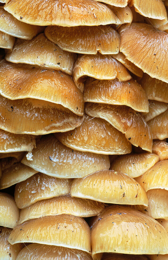 Oyster mushroom (Oyster mushroom)