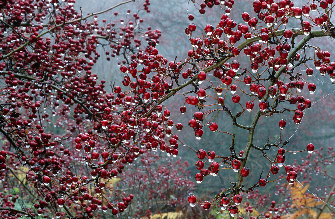 Hawthorn berries (Crataegus Monogyna)