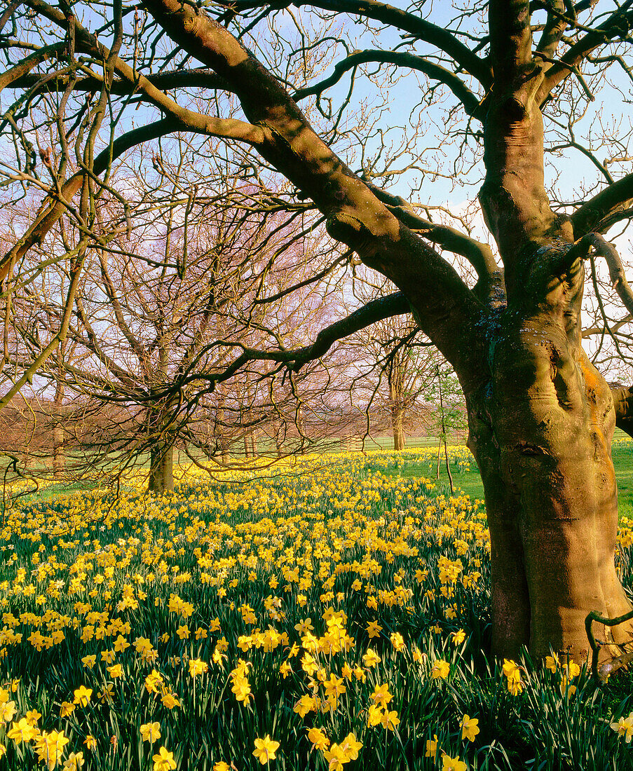 Spring daffodils in Ascott. Bucks. UK