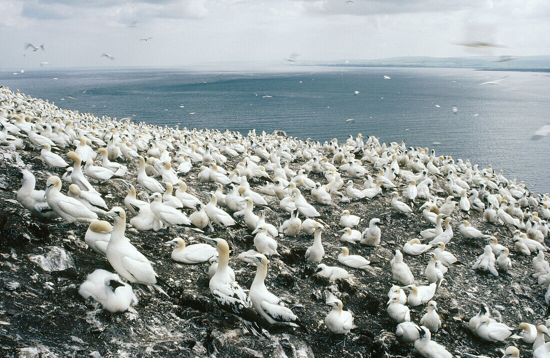 A colony of Gannets (Sula bassana)