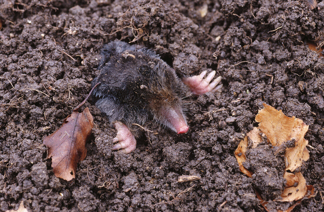 Mole (Talpa europaea)