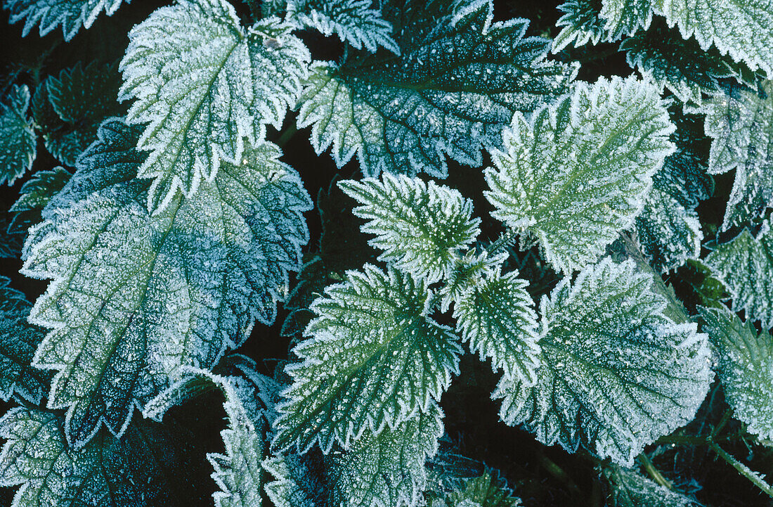 Stinging nettle (Urtica dioica)