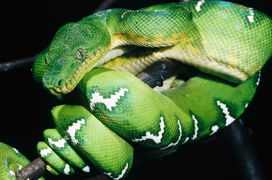 Emerald Tree Boa (Corallus caninus)