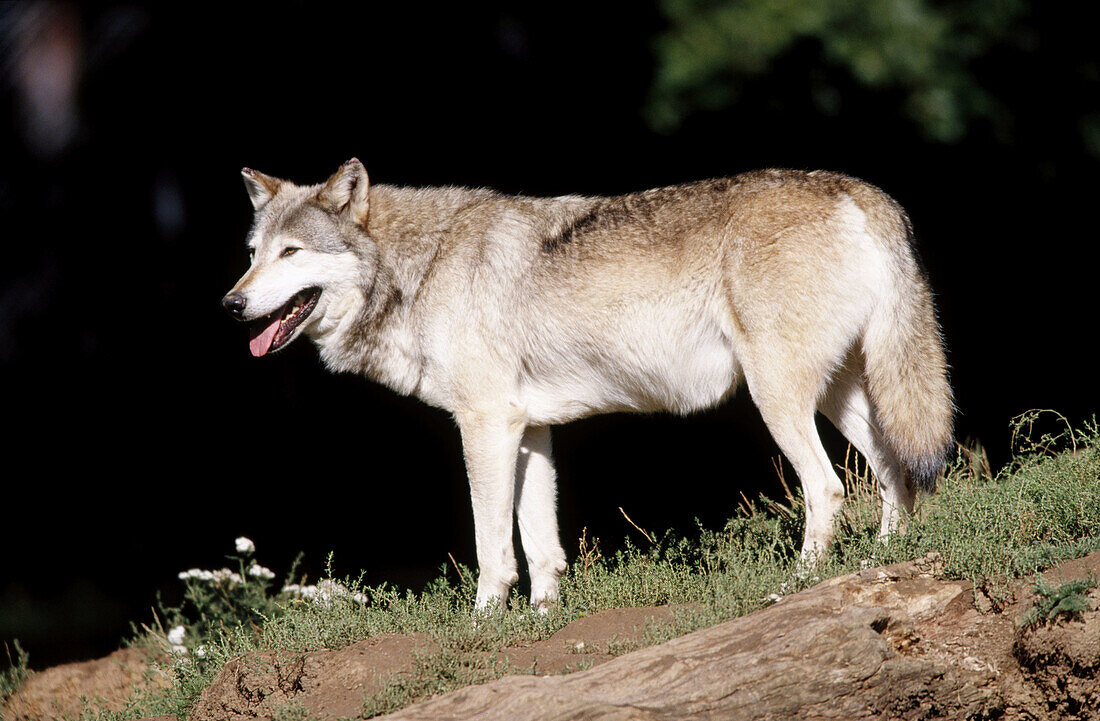 Grey Wolf (Canis Lupus)