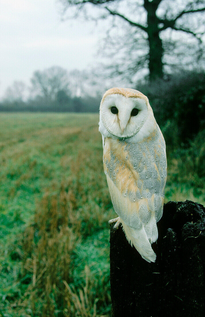 Barn owl (Tyto Alba)