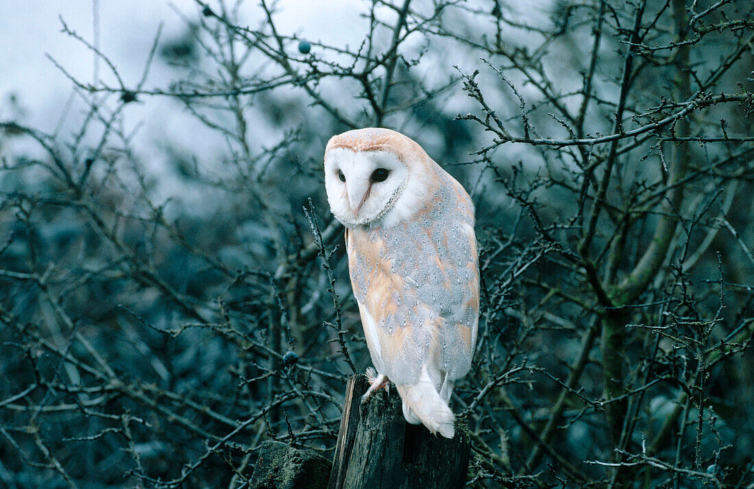 Barn owl (Tyto Alba)