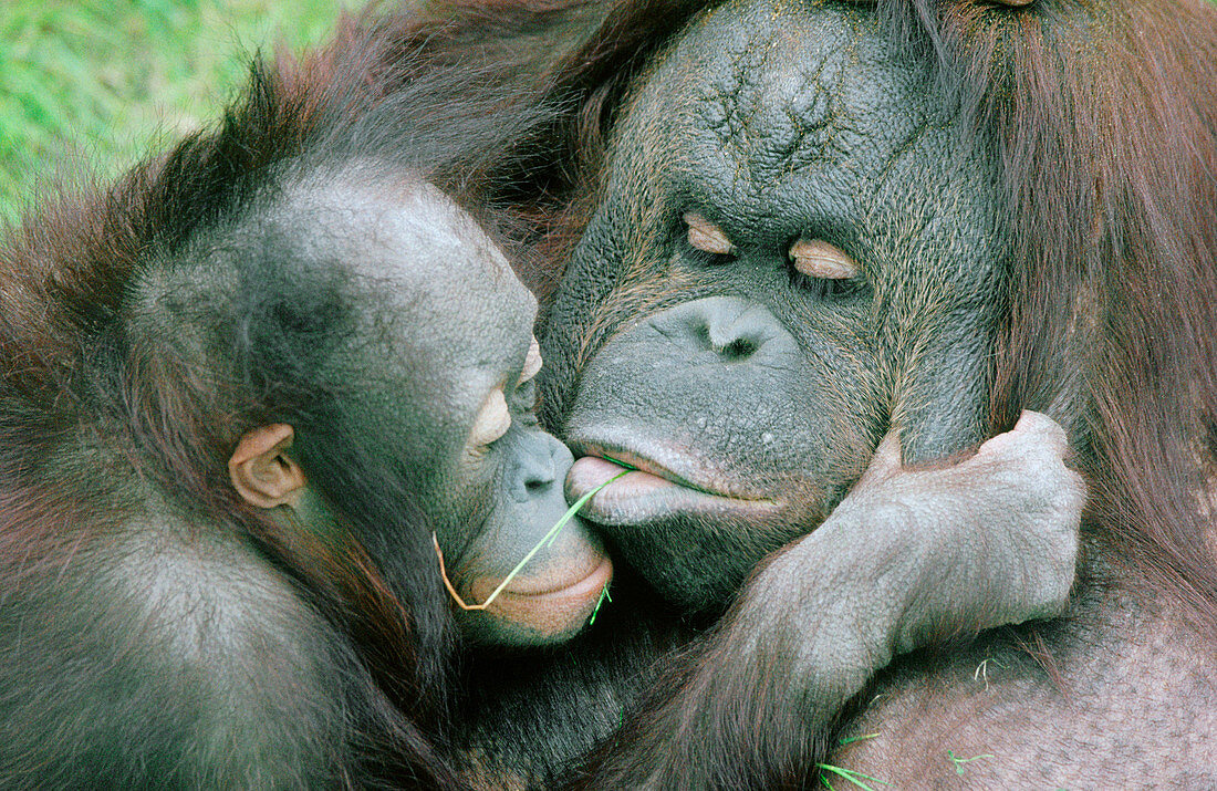 Orangutan and infant (Pongo pygmaeus)
