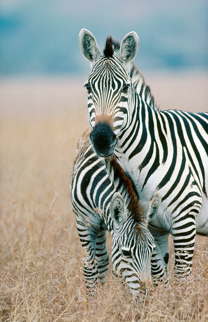 Common Zebra (Equus burchelli)