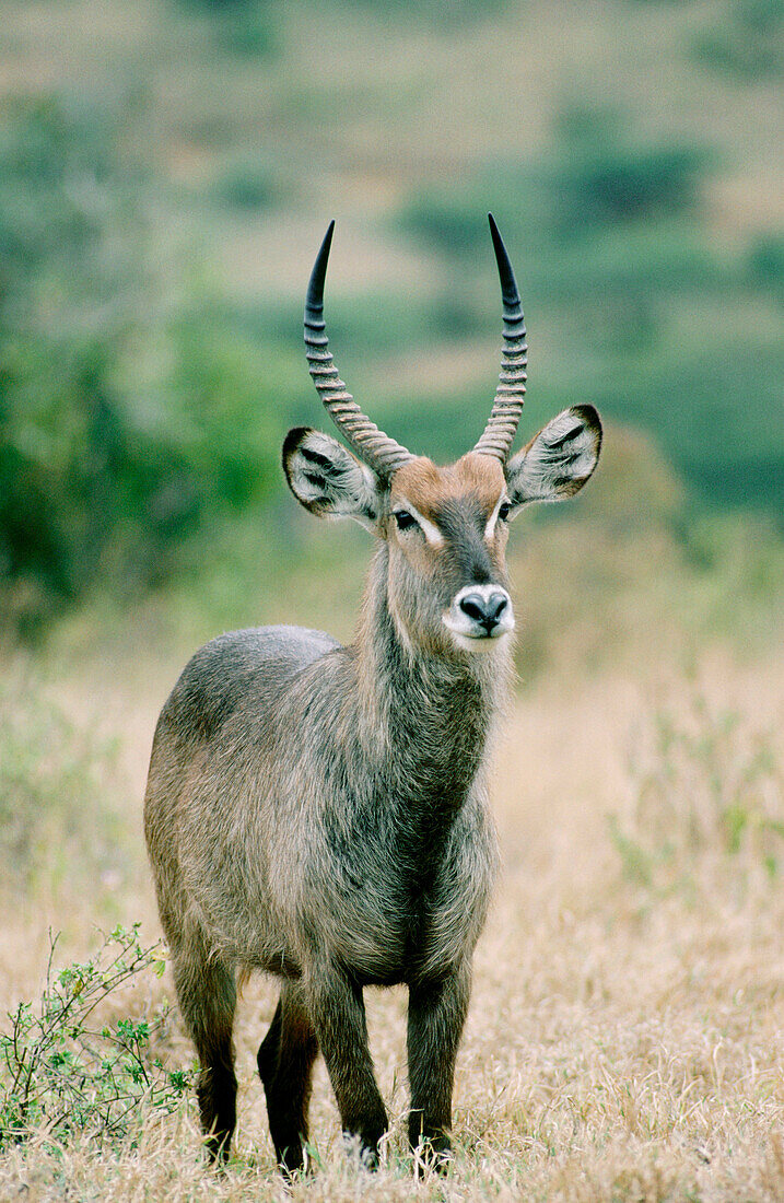 Common Waterbuck (Kobus ellipsiprymnus)