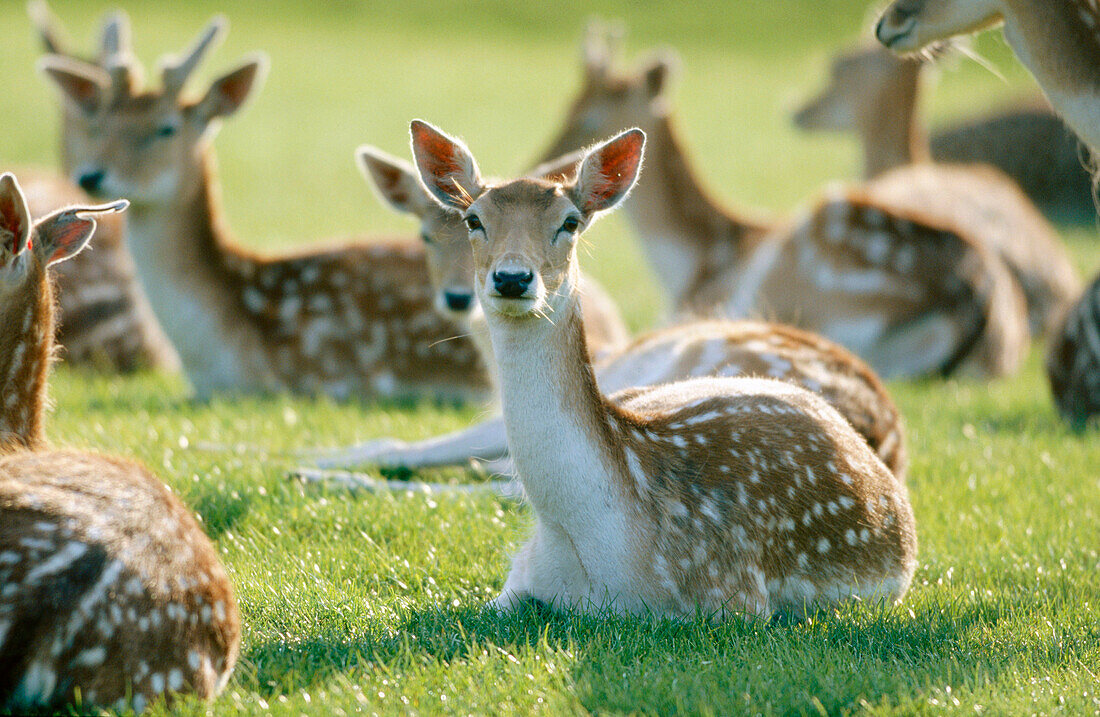 Fallow Deers (Dama dama)