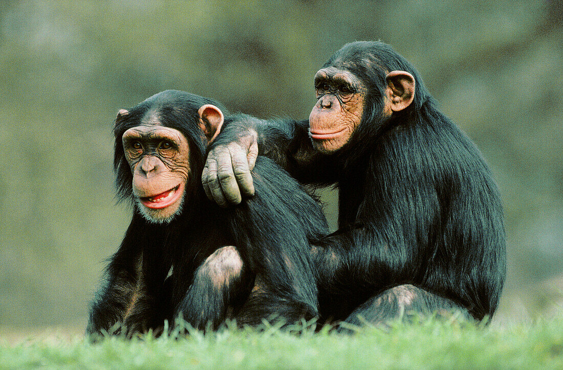 Chimpanzees. UK