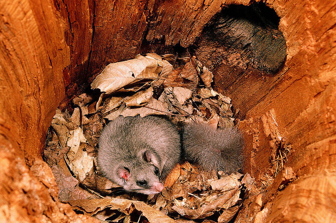 Edible Dormouse (Glis glis) hibernating