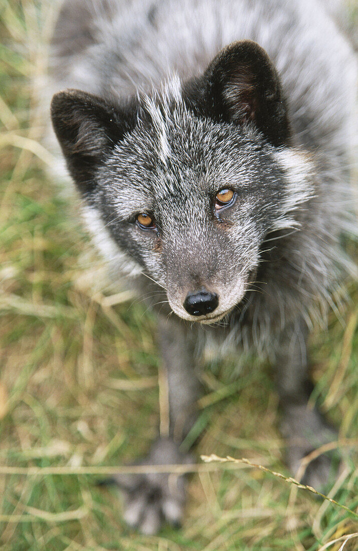 Artic Fox (Alopex lagopus)