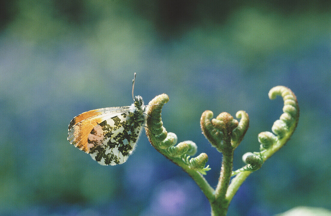 Orange Tip Butterfly (Anthocharis cardamines)