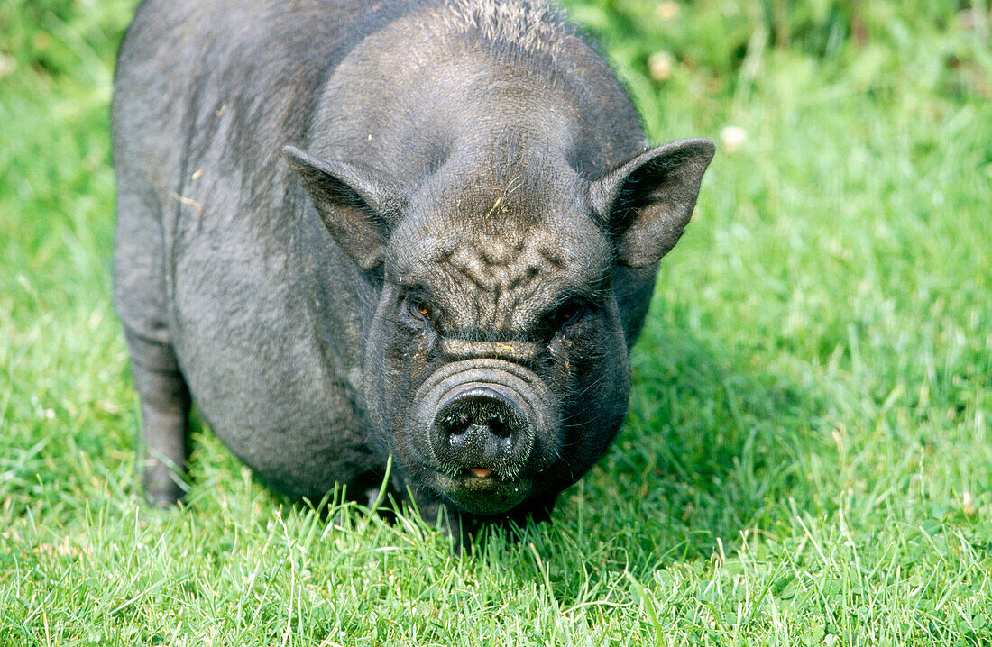 Vietnamese Pot-bellied Pig (Sus scrofa domestica)