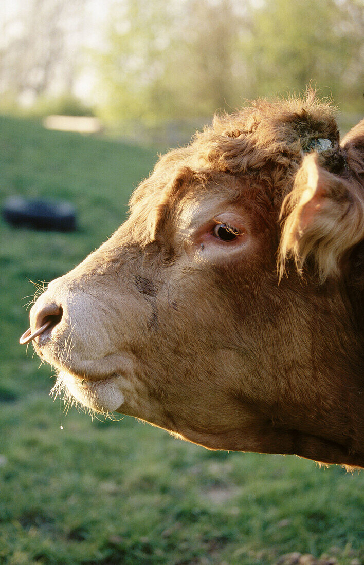 Limousin Bull