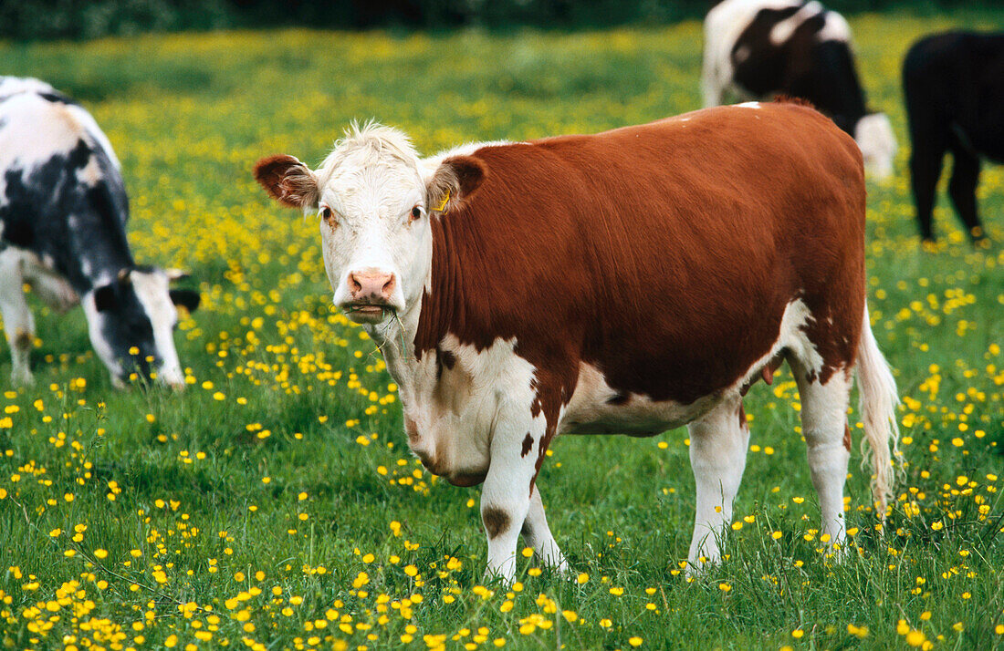 Hereford calf. UK