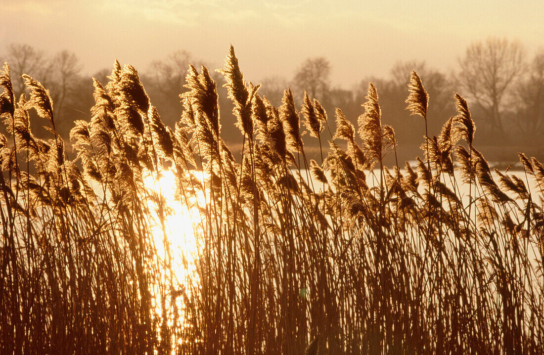 Common reed (Phragmites australis) at a reservoir. Hertfordshire. UK