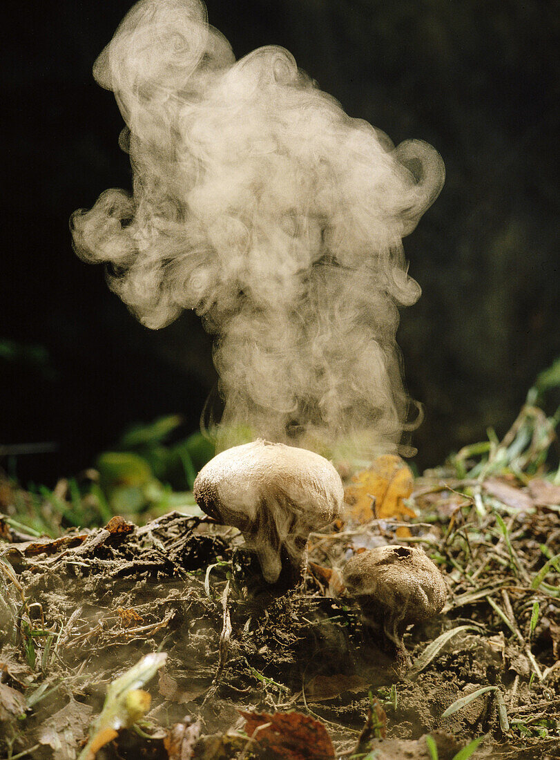 Puffball (Lycoperdon perlatum) exploding, sending out millions of tiny spores