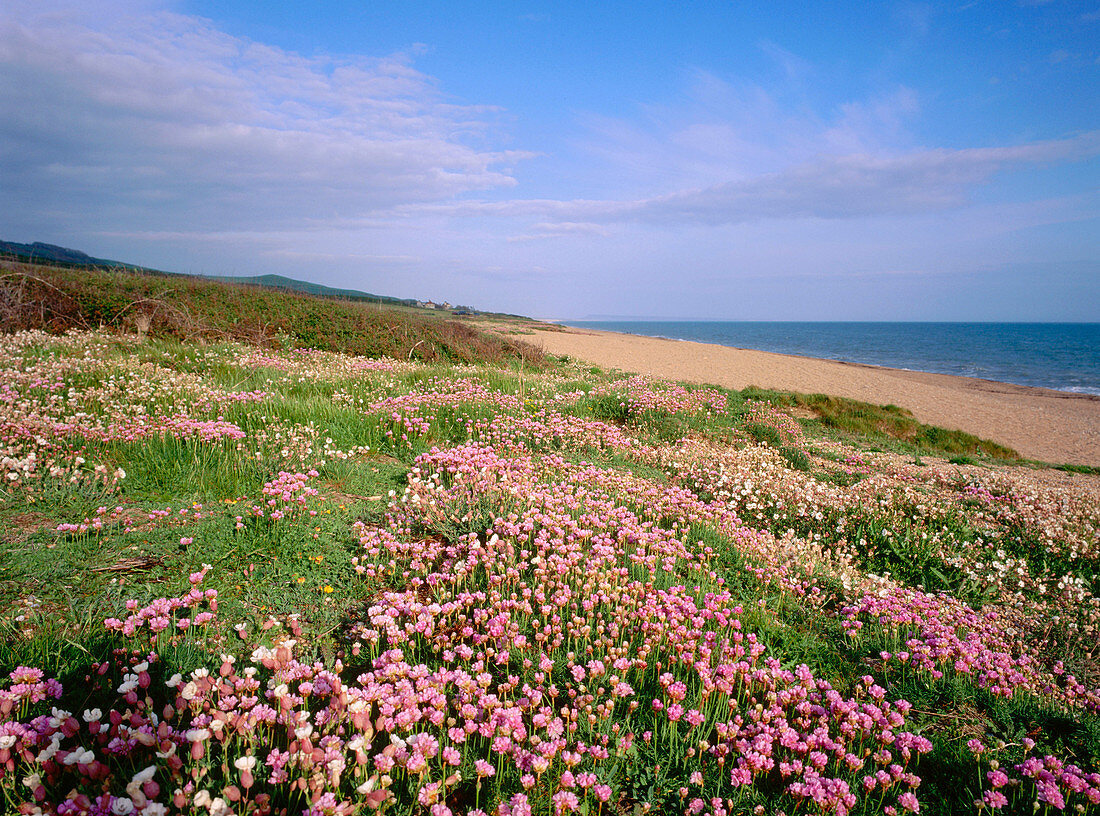 Sea Thrift (Armeria maritima) on Chesil Beach. Dorset. England. UK