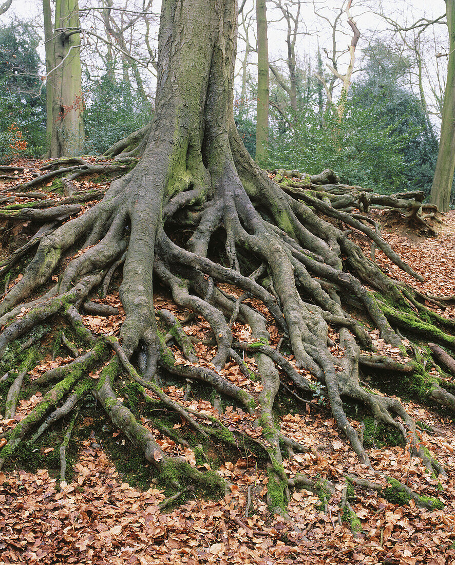 Roots of an ancient beech tree. UK