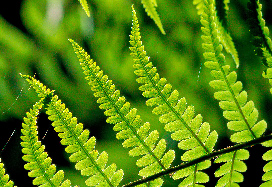 Common Polypody Fern (Polypodium vulgare)