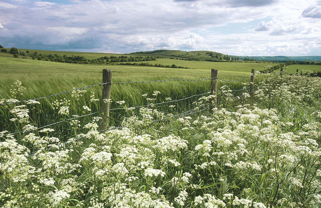Barley field in Buckinghamshire. UK