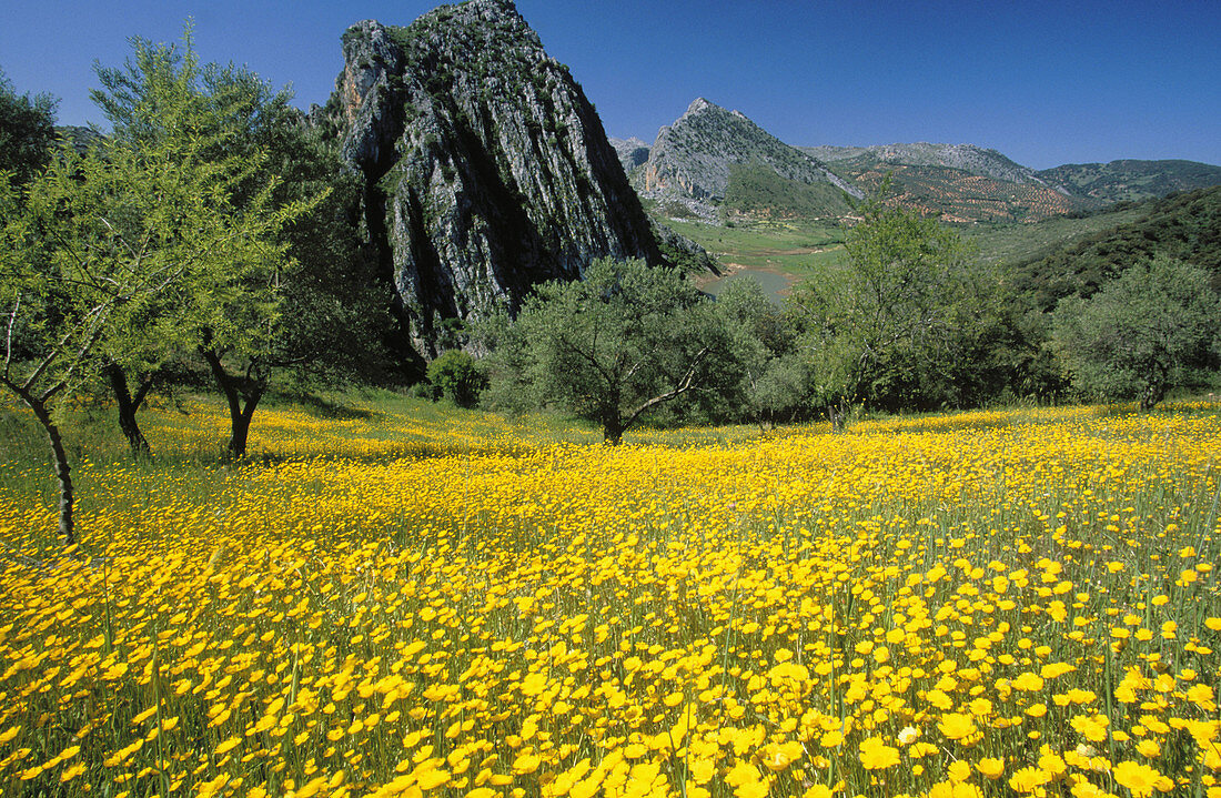 Landscape in Grazalema Natural Park. Cadiz province. Andalucia. Spain