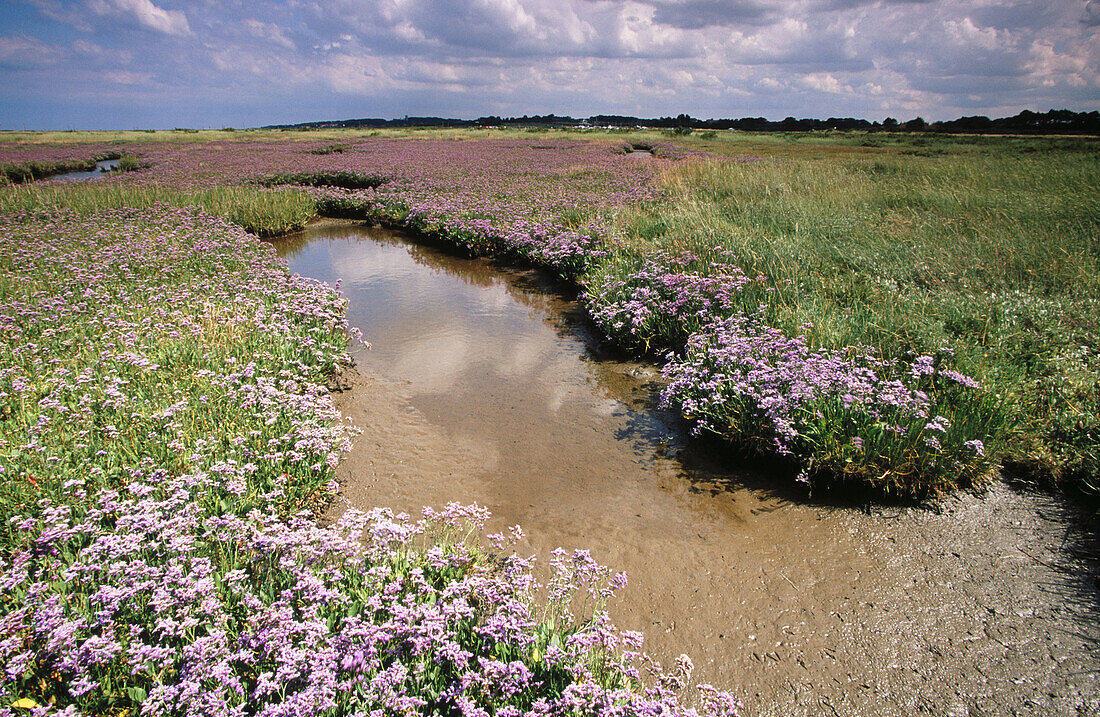 Sea Lavender (Limonium vulgare). Salt marshes near Morston. North Norfolk, UK