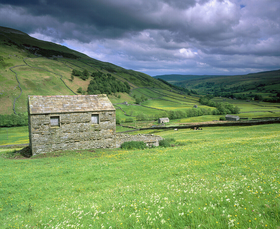 Old hay barns and meadows in Swaledale, early June. Yorkshire, England