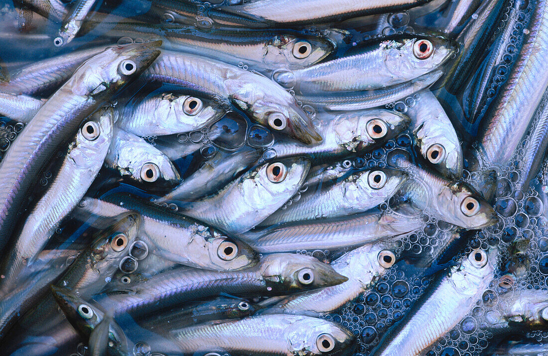 Whitebait catch. Blakeney Point. Norfolk, UK