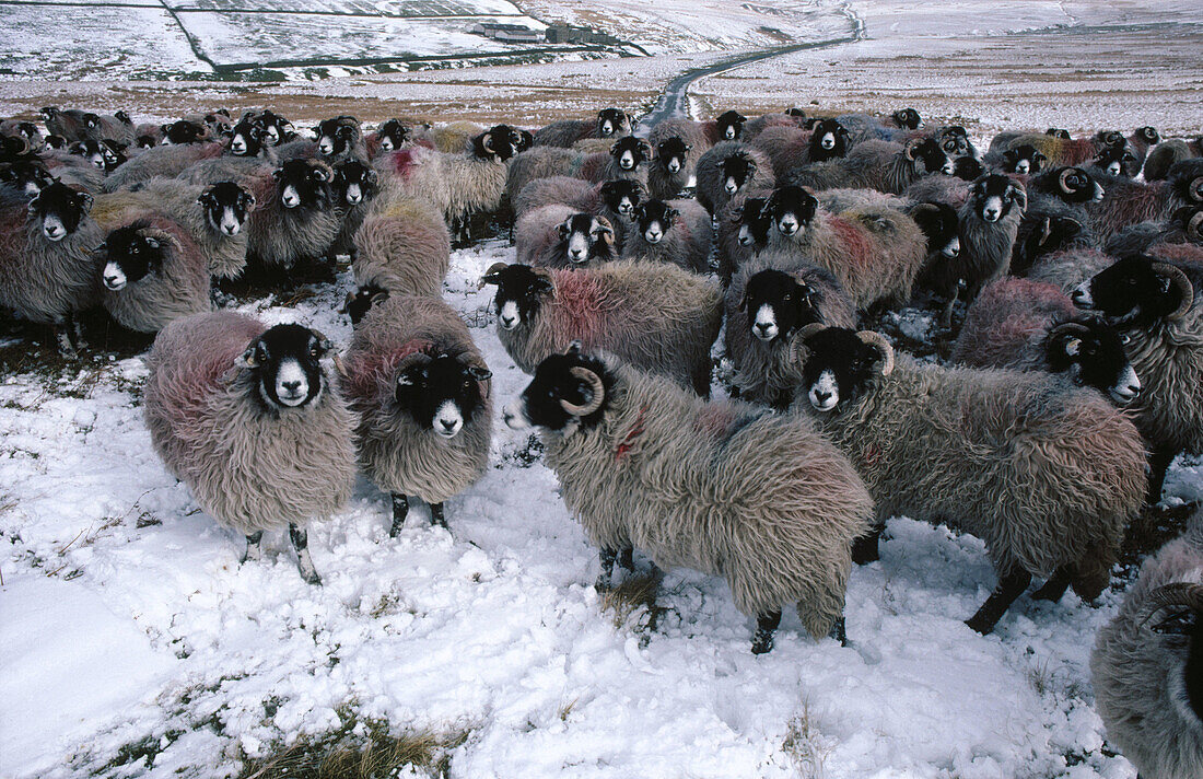 Sheep flock in winter. Swaledale. Yorkshire, UK