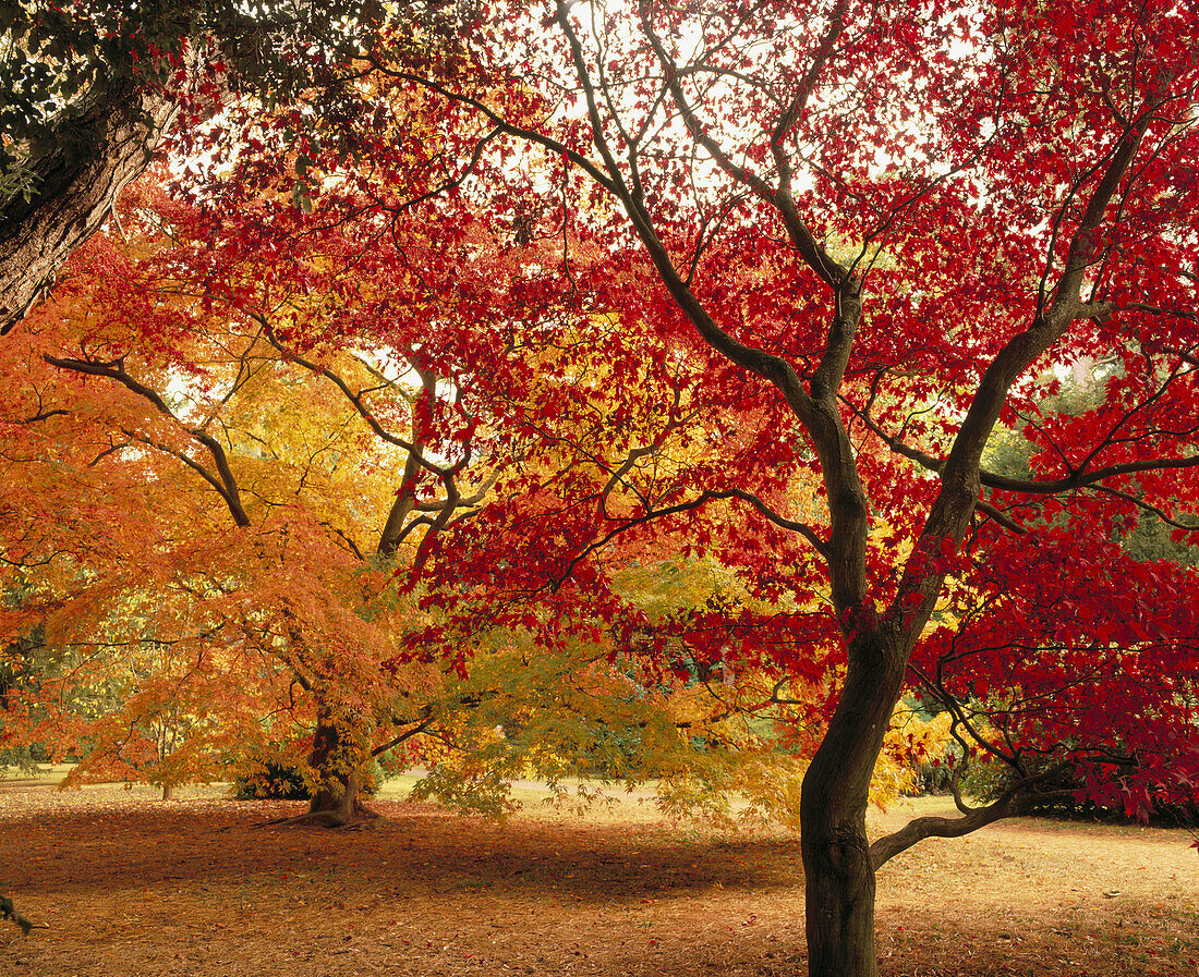 Red Japanese Maples (Acer palmatum). Westonbirt Arboretum. Cotwolds, UK